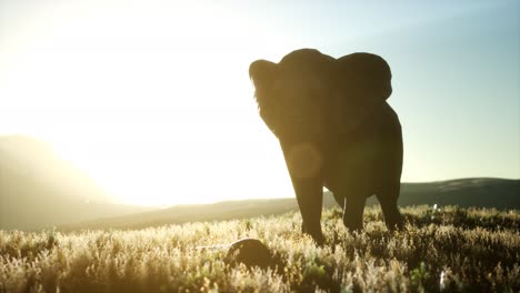 Alter-Afrikanischer-Elefant,-Der-In-Der-Savanne-Gegen-Sonnenuntergang-Spaziert